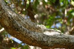 Philothamnus punctatus