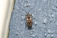 Eremocoris borealis