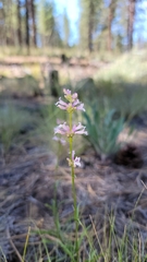 Penstemon peckii