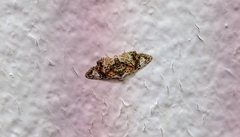 Araeopteron rufescens