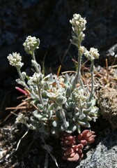 Draba lonchocarpa