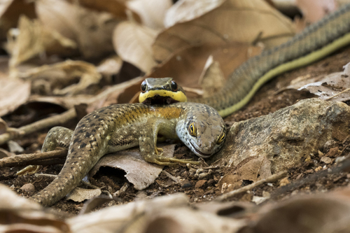 Eastern Stripe-bellied Sand Snake, Psammophis orientalis