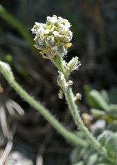 Draba lonchocarpa