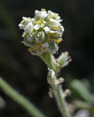 Draba lonchocarpa