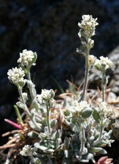 Draba lonchocarpa