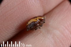 Cryptocephalus castaneus