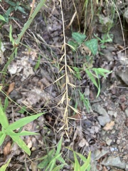 Elymus churchii