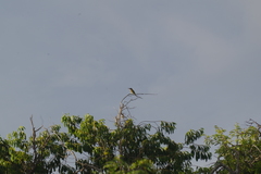 Merops superciliosus