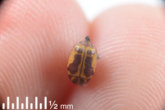 Cryptocephalus castaneus