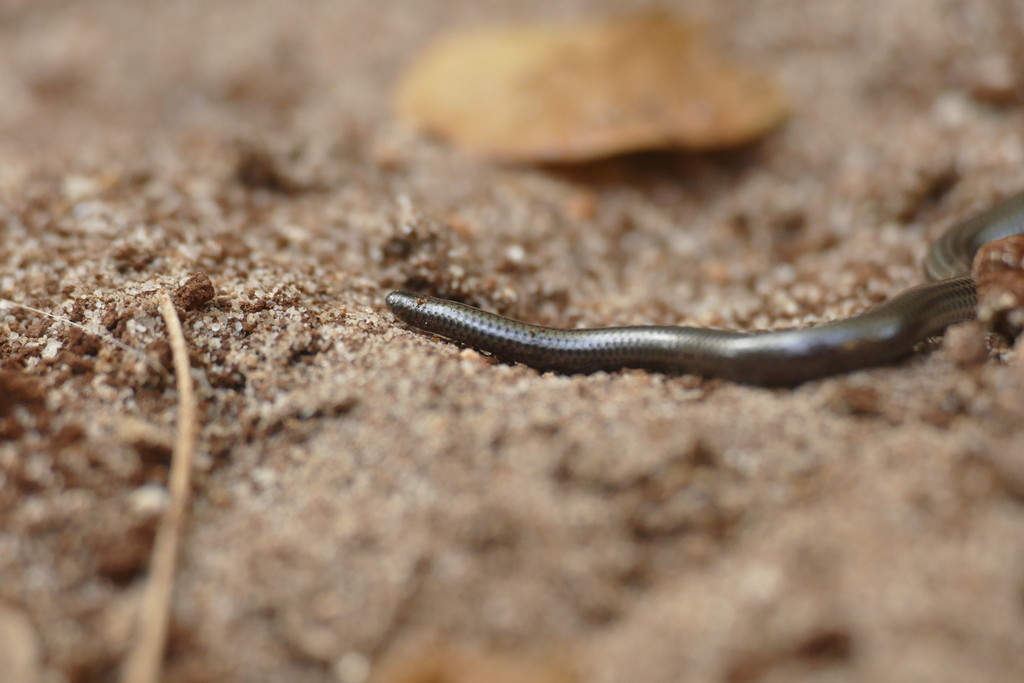Pygmy Limbless Skink