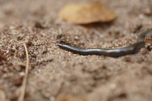 Pygmy Limbless Skink