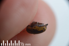 Cryptocephalus castaneus