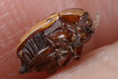 Cryptocephalus castaneus