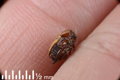 Cryptocephalus castaneus