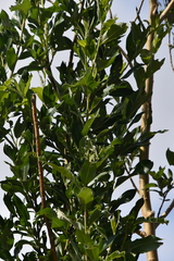 Salix jenisseensis