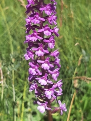 Gymnadenia densiflora