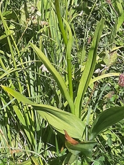 Gymnadenia densiflora