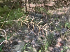 Elymus churchii
