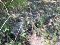 Elymus churchii