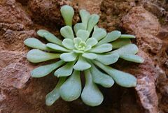 Rosularia serrata