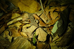 Hemidactylus platycephalus