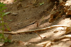 Trachylepis maculilabris