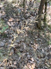 Elymus churchii
