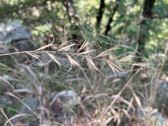Elymus churchii