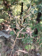 Elymus churchii
