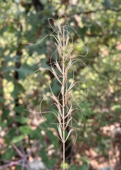 Elymus churchii