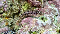 Alloclinus holderi