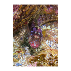 Alloclinus holderi
