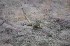 Oplurus quadrimaculatus