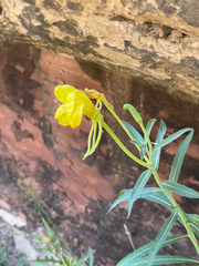 Oenothera longissima