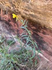 Oenothera longissima