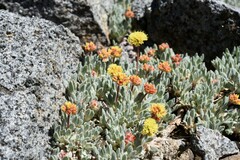 Eriogonum rosense