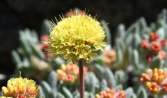 Eriogonum rosense