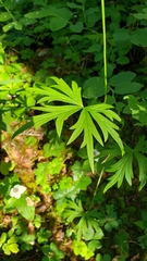 Aconitum delphiniifolium