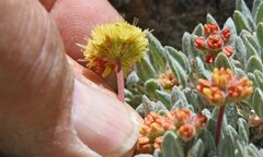 Eriogonum rosense