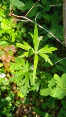 Aconitum delphiniifolium