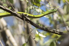 Dendroaspis angusticeps