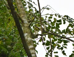 Phyllomyias griseiceps