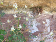 Aquilegia micrantha