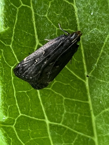 Orange-dotted Dichomeris Moth photo 5