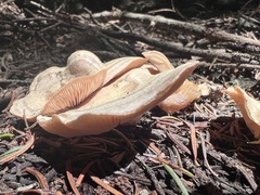 Clitocybe albirhiza