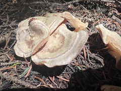 Clitocybe albirhiza