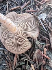 Clitocybe albirhiza