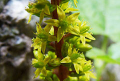 Umbilicus parviflorus