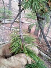 Pinus aristata