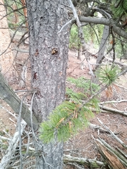 Pinus aristata